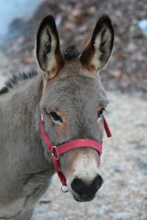 Capic * Baska (Krk)